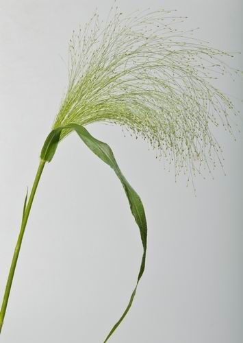 Botanical Centerpiece